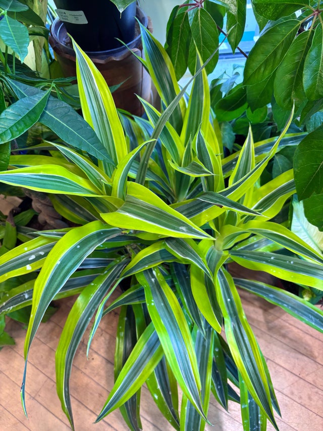 オバティフォリア Beginner | Chicago Plant Babe