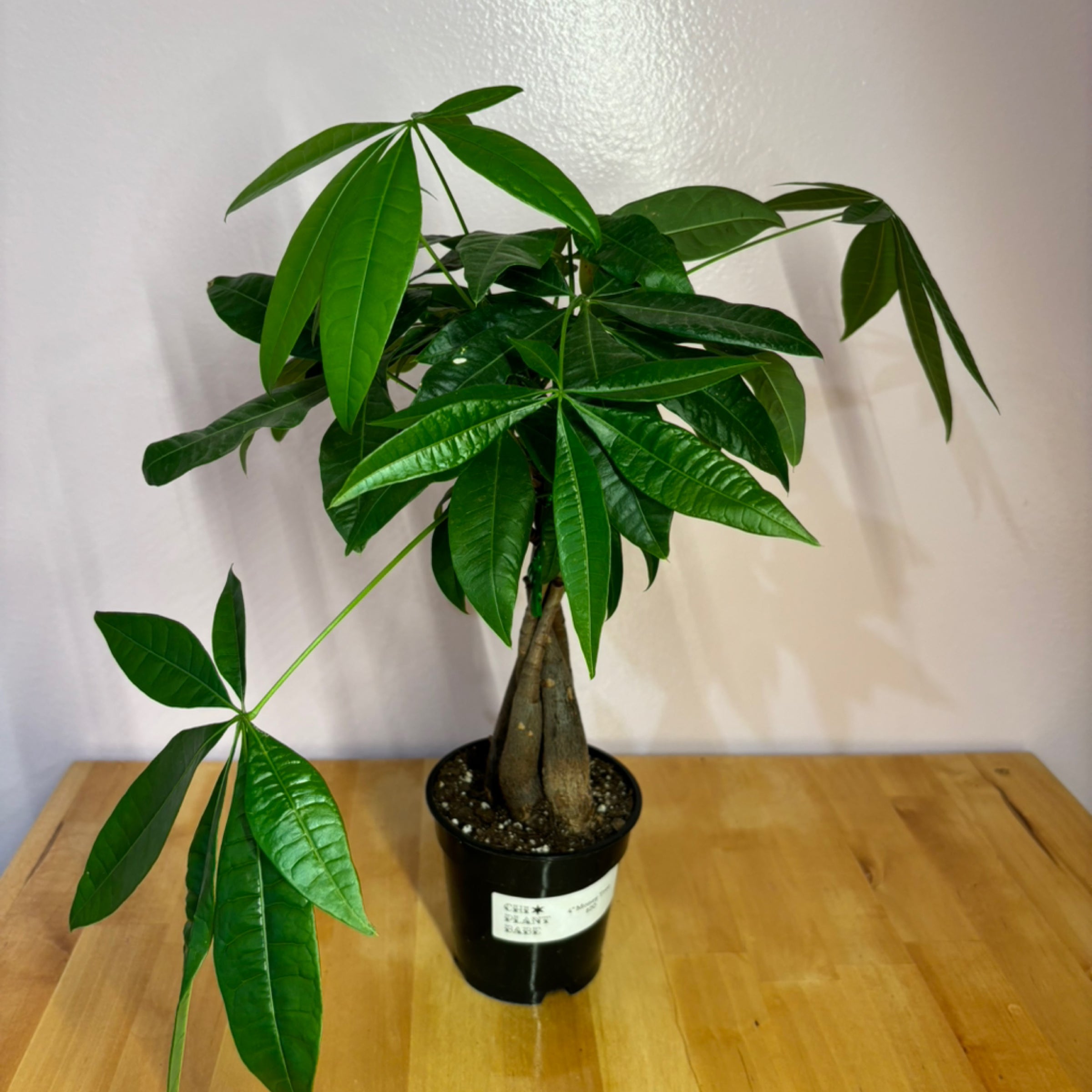 Money Tree | Chicago Plant Babe