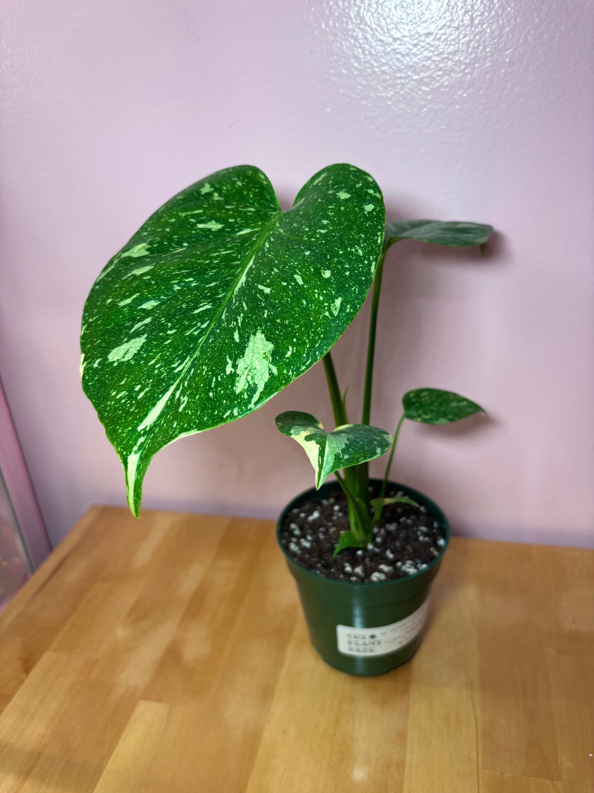 philodendron selloum plant Philodendron Selloum 10' main image 1