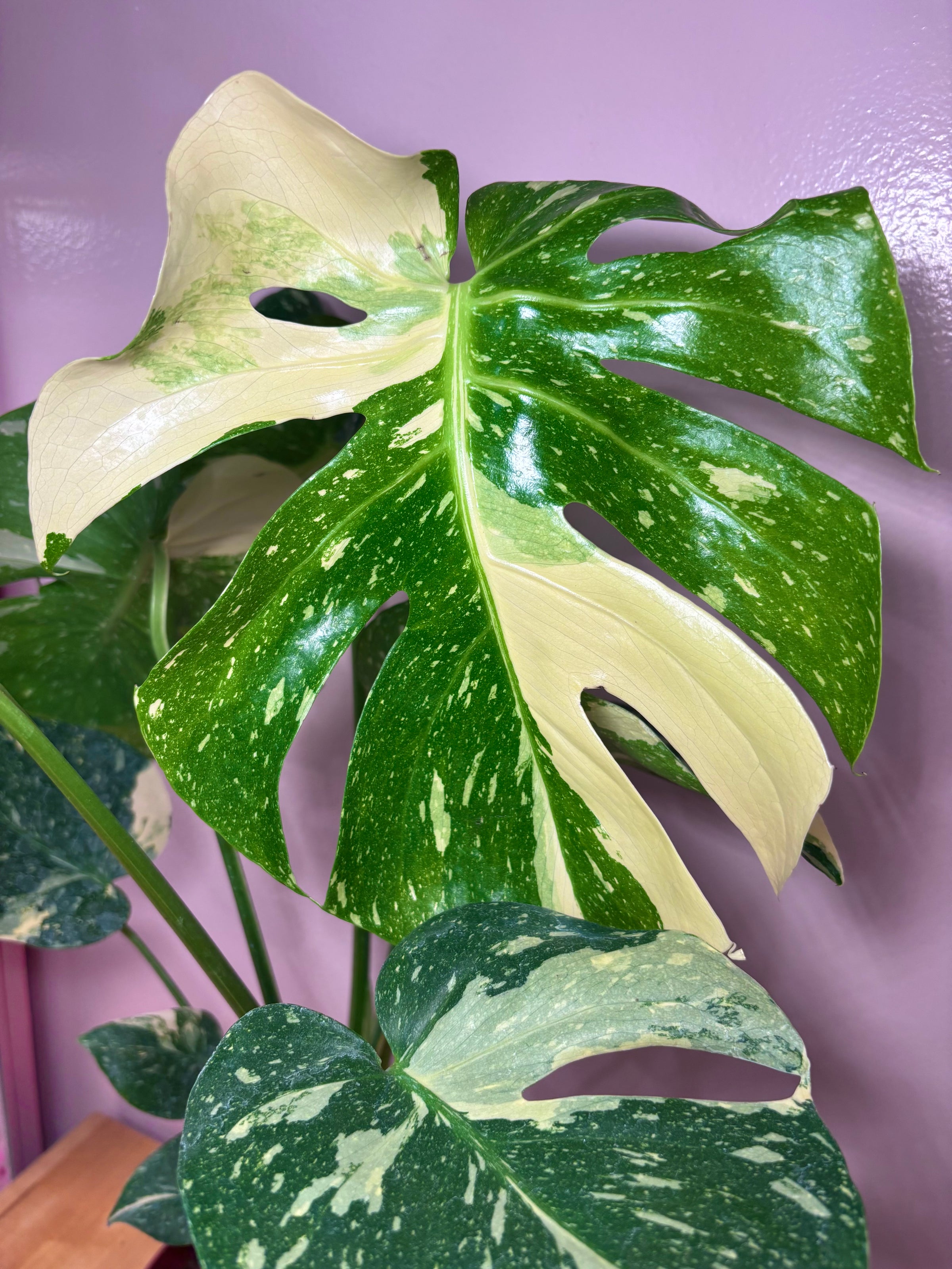 prince orange philodendron Philodendron Prince of Orange main image 0