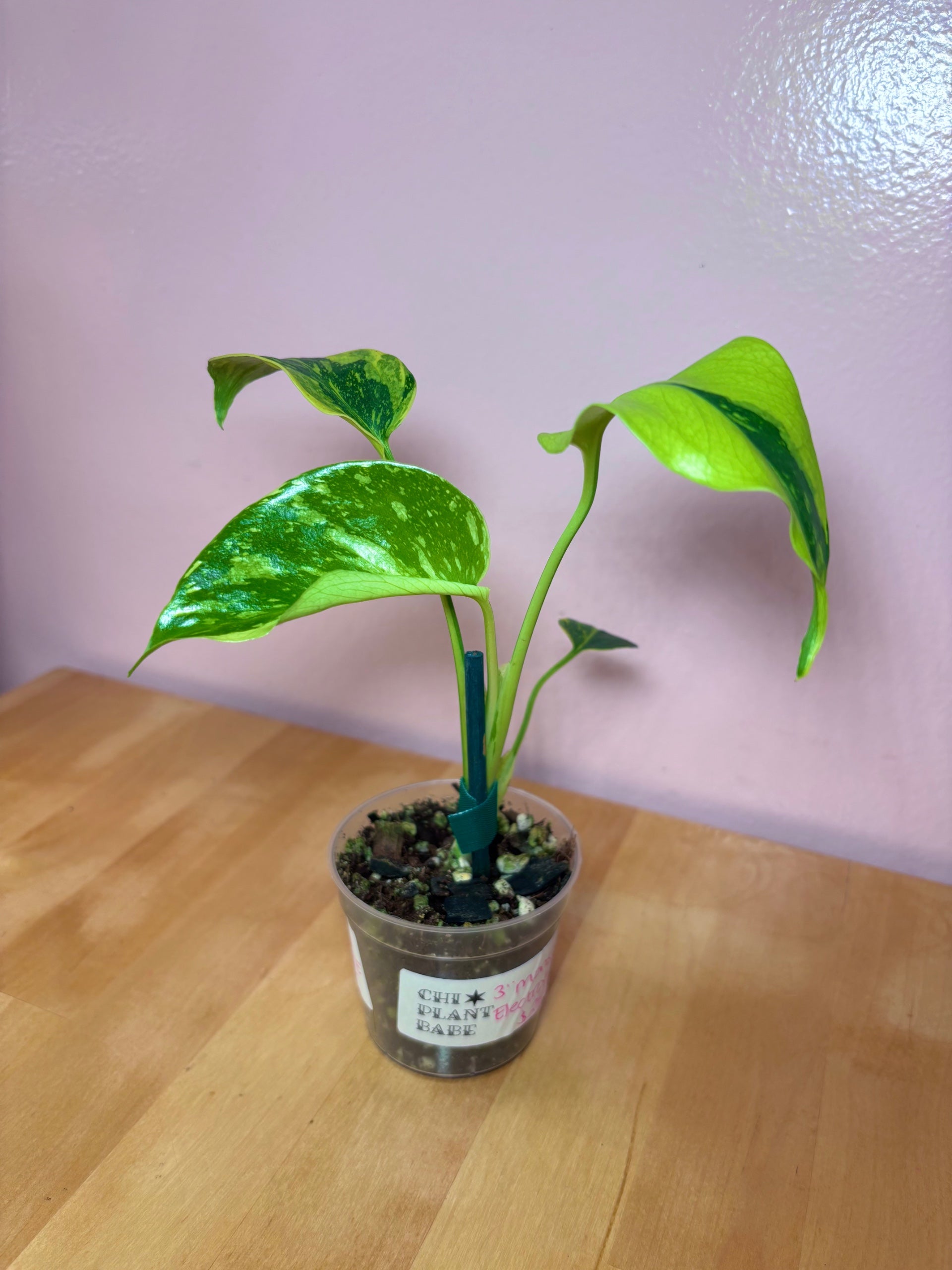 Monstera Electrolyte | Chicago Plant Babe