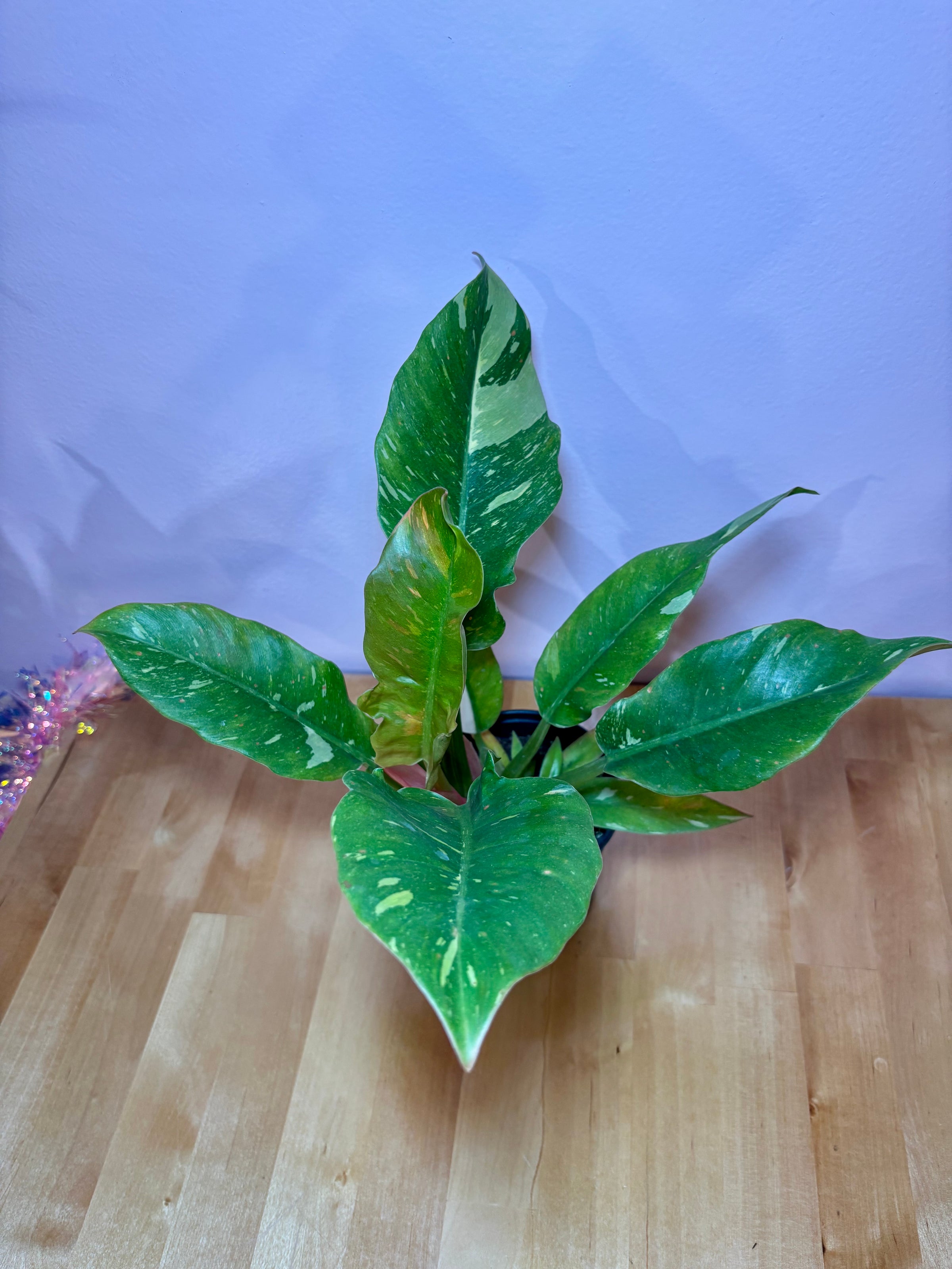 cryptocoryne plants Cryptocoryne Wendtii Red Crypt Wendtii Red Bare Root