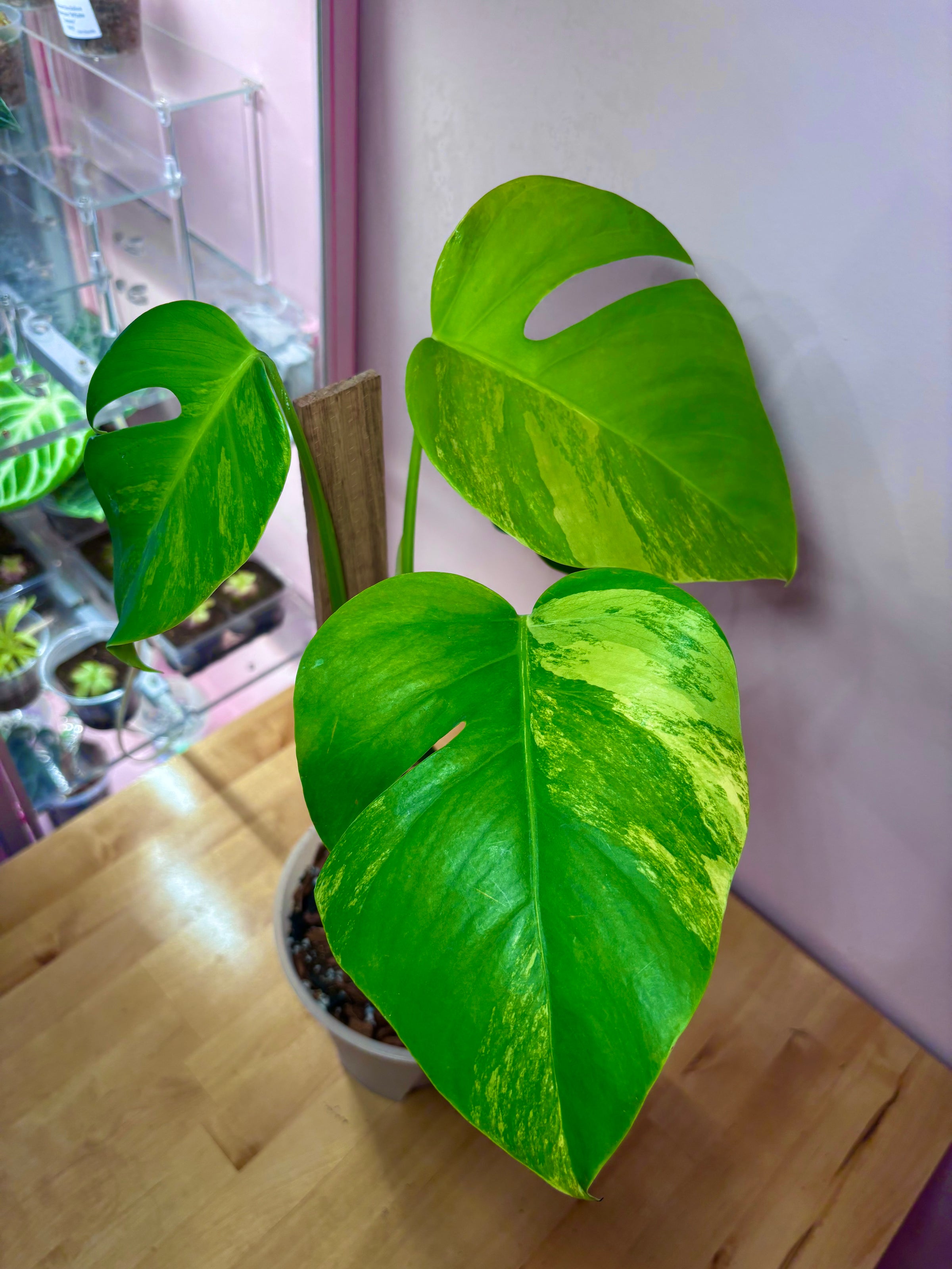 モンステラ・オーレア（Monstera Deliciousa Aurea） モンステラ・オーレア（Monstera Deliciousa Aurea） E101117