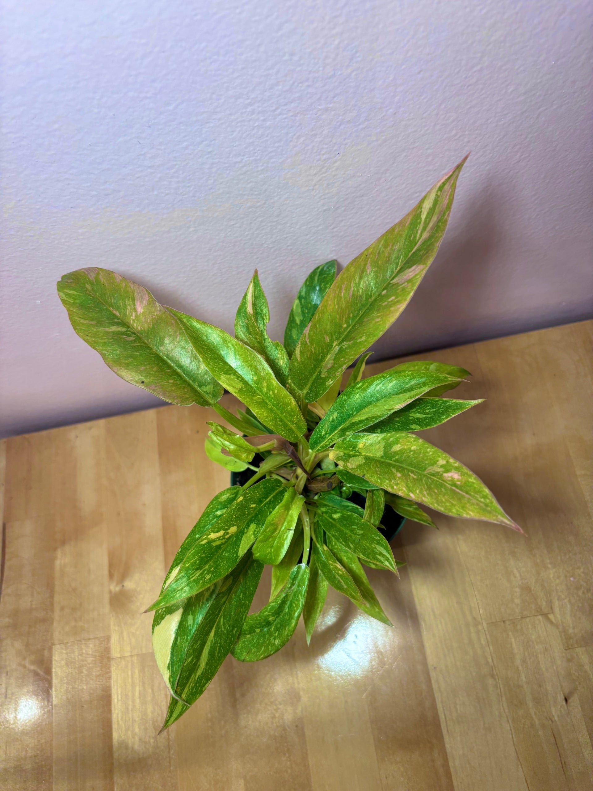 pothos marble queen Pothos 'Marble Queen' | Indoor Plant | Tropical Plant | Potted Plant