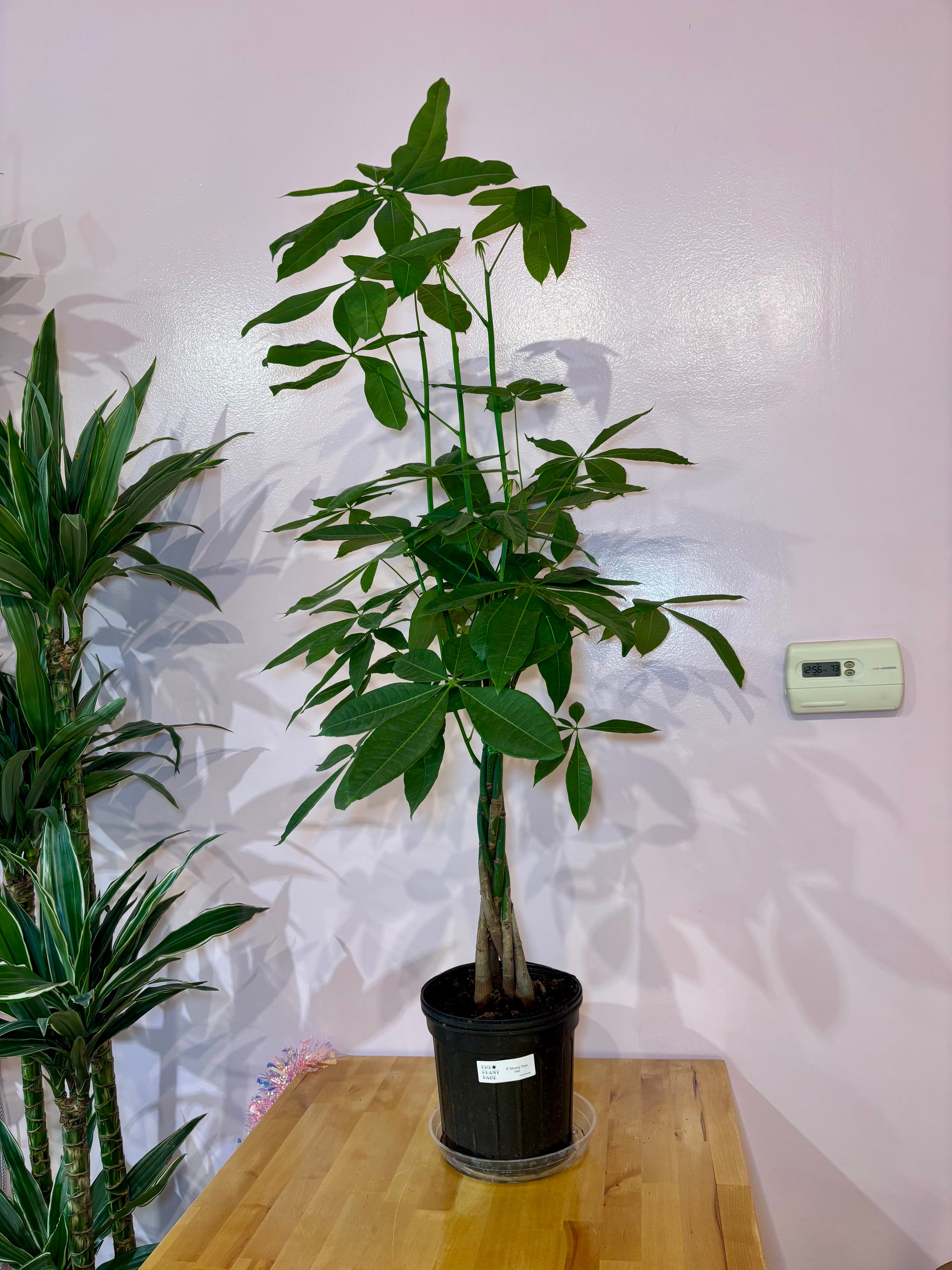 Money Tree | Chicago Plant Babe