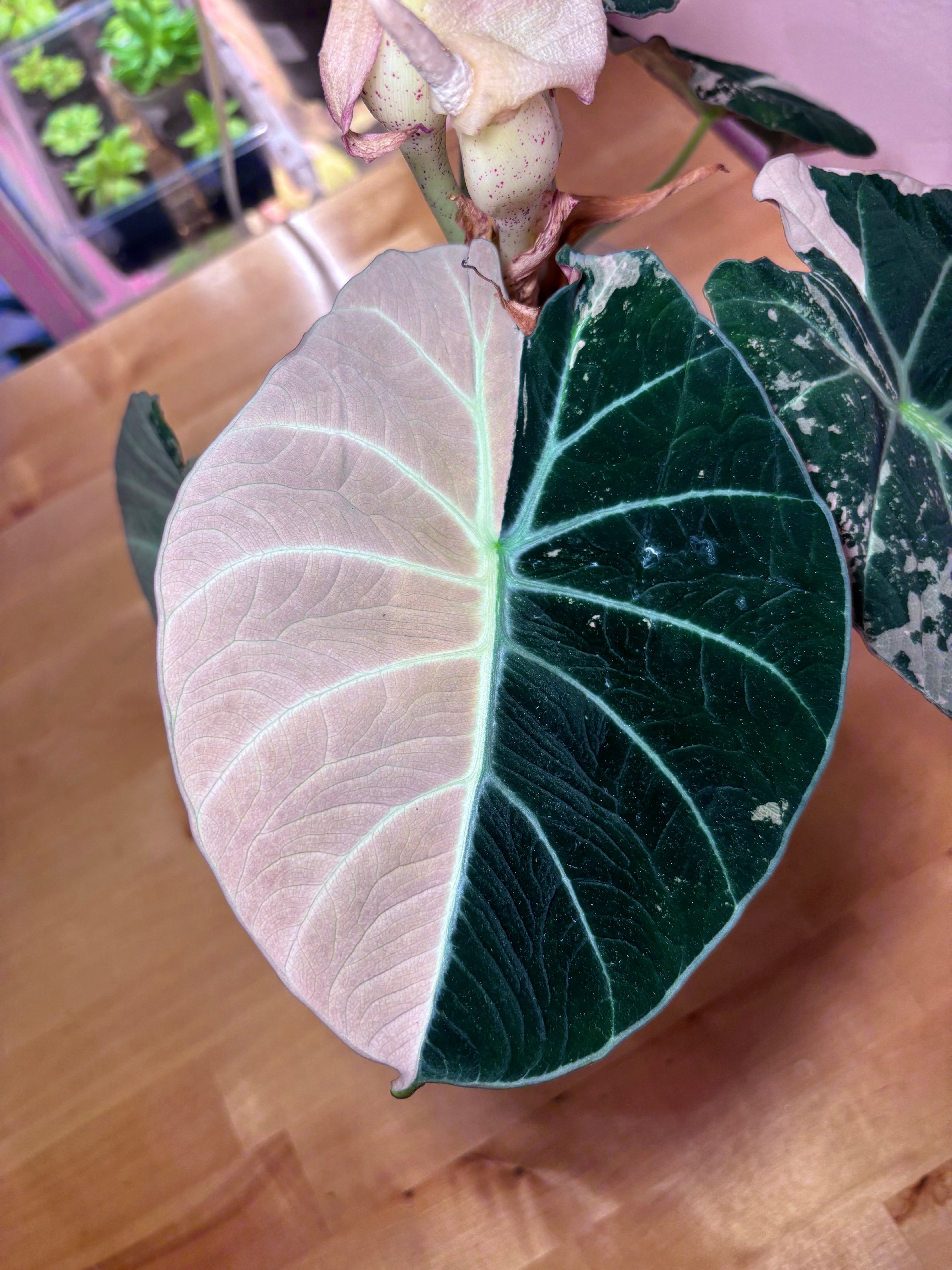 Variegated Alocasia Black Velvet Pink | Chicago Plant Babe