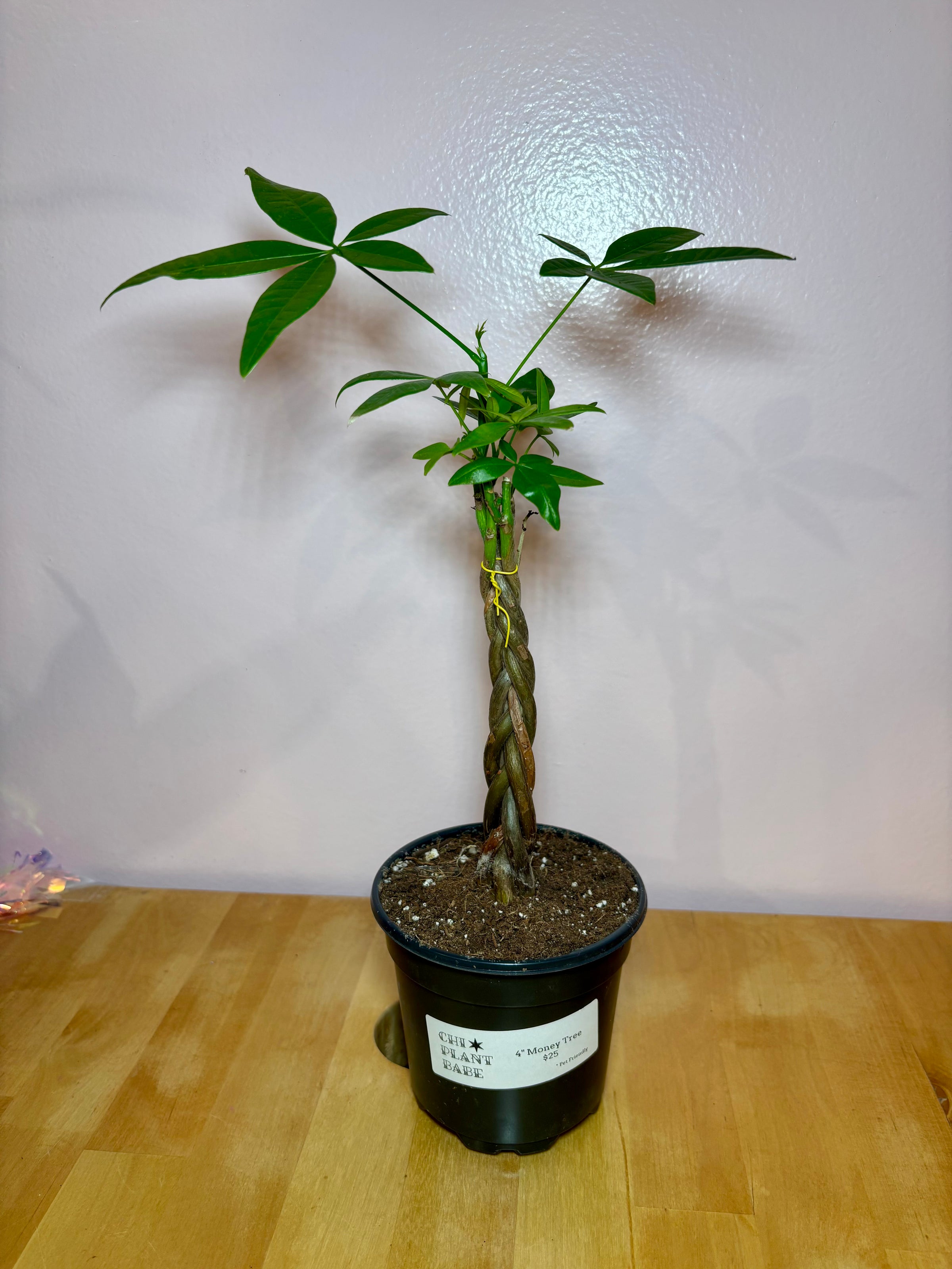 Money Tree | Chicago Plant Babe