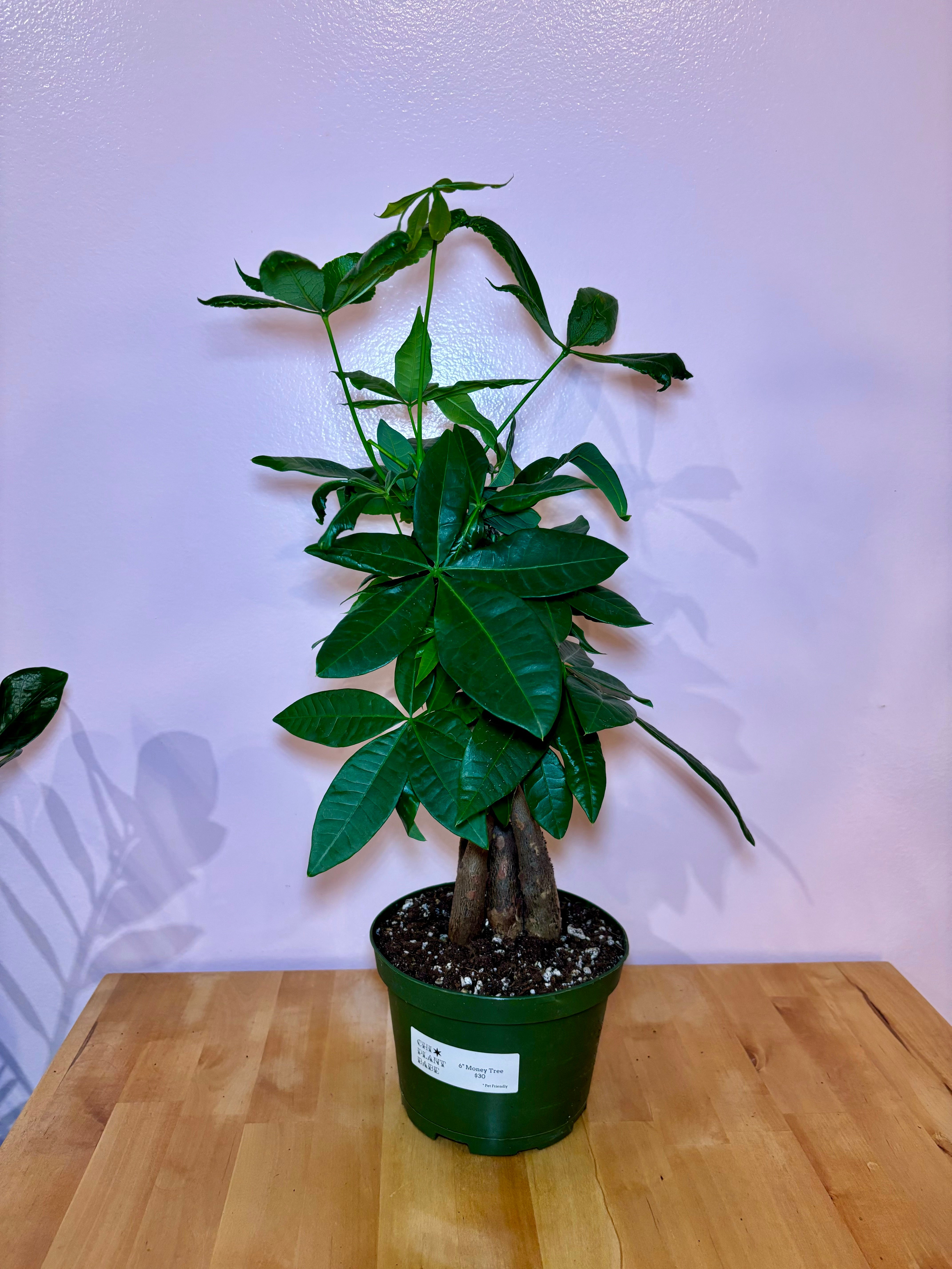 Money Tree | Chicago Plant Babe