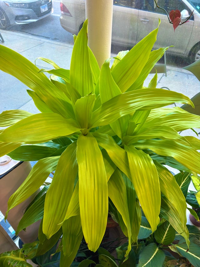 Plants | Chicago Plant Babe