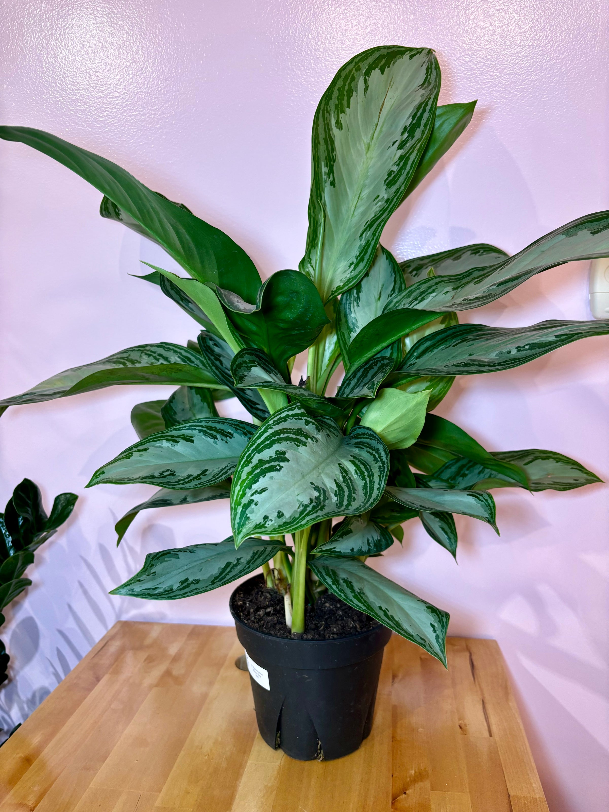 Aglaonema Silver Bay