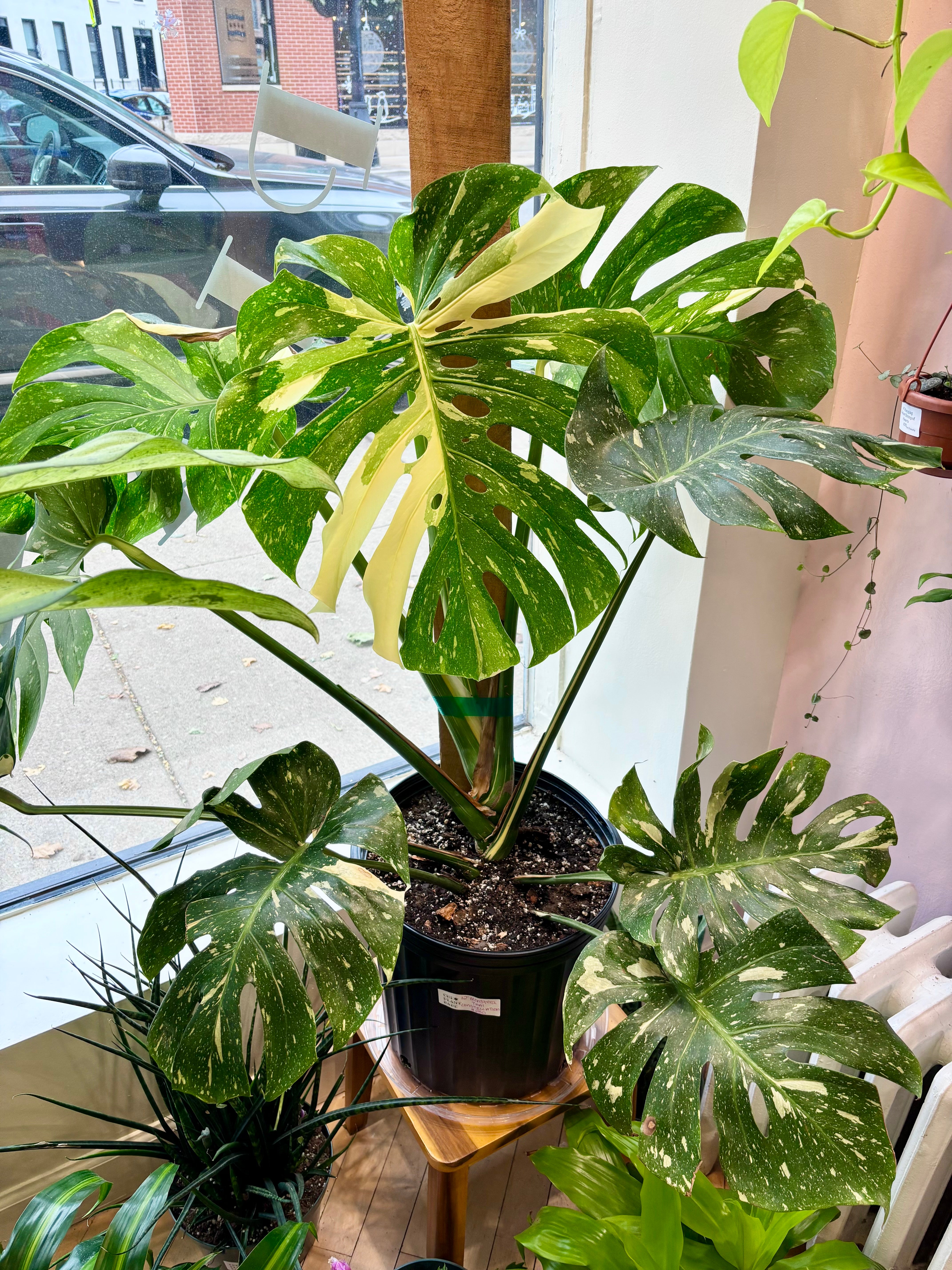 monstera thai constelation Thai Constellation Monstera – Lichtenfelt's main image 1