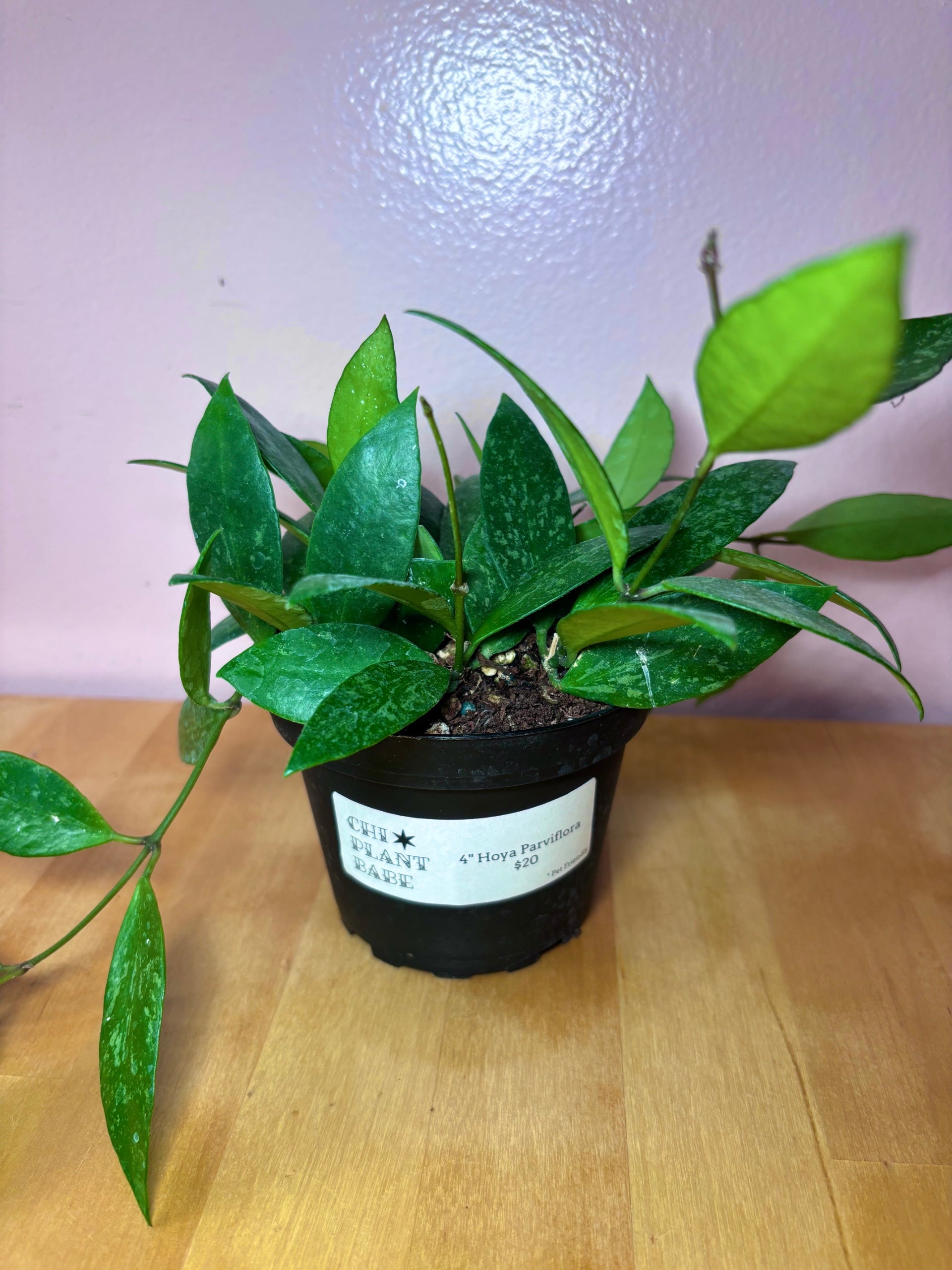 ZZ Black Raven | Chicago Plant Babe