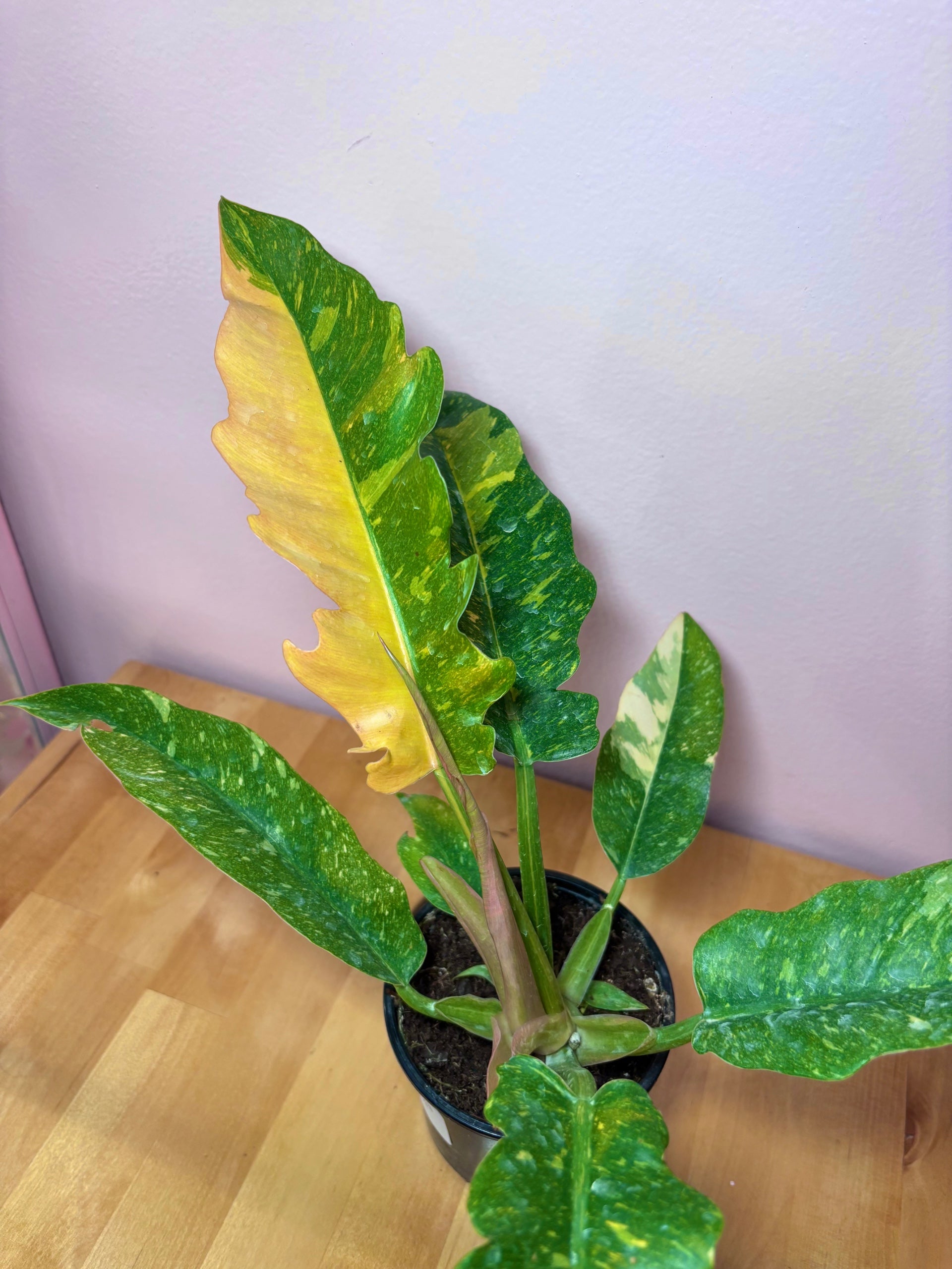 Philodendron Ring of Fire