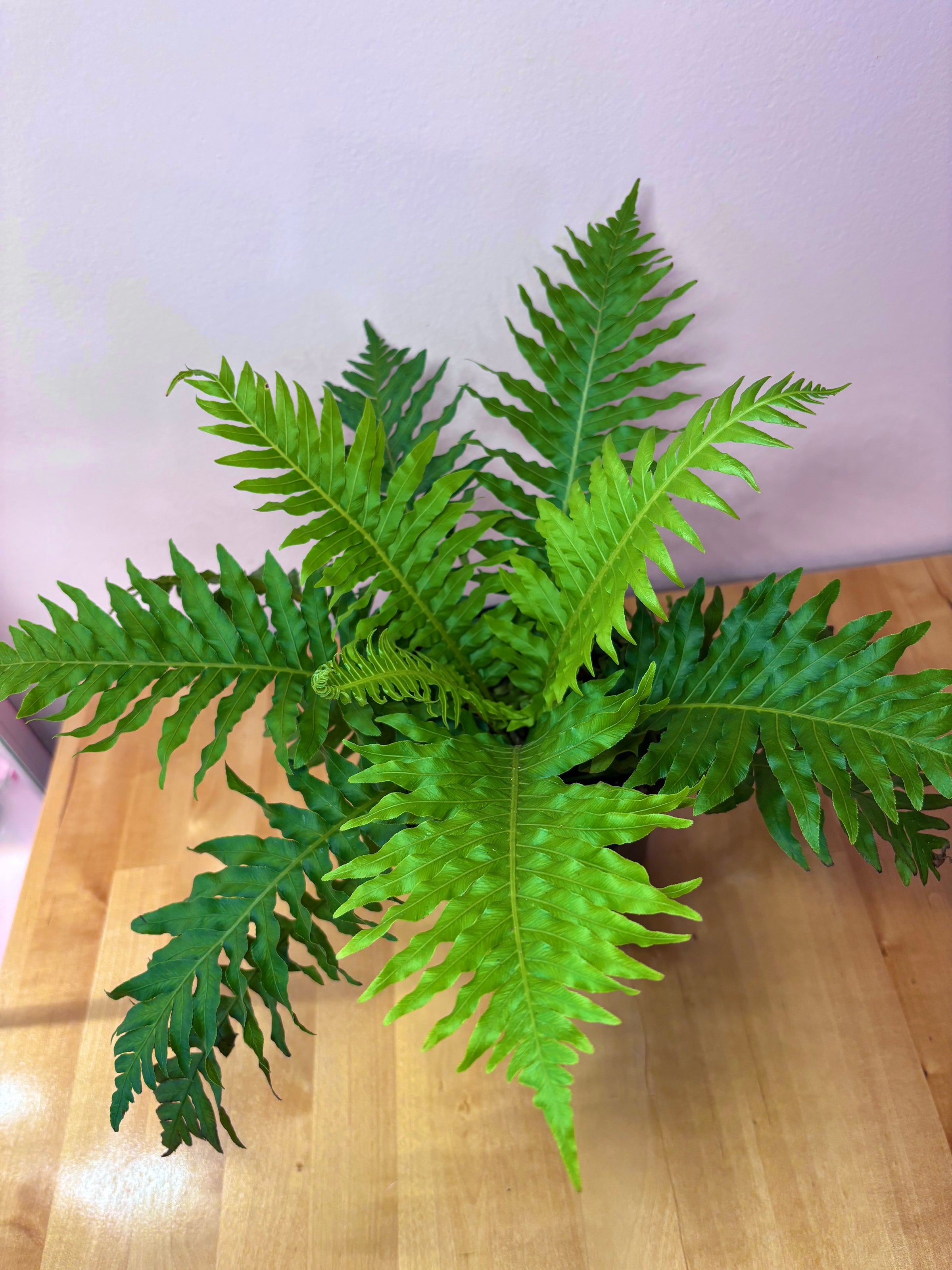 ZZ Black Raven | Chicago Plant Babe