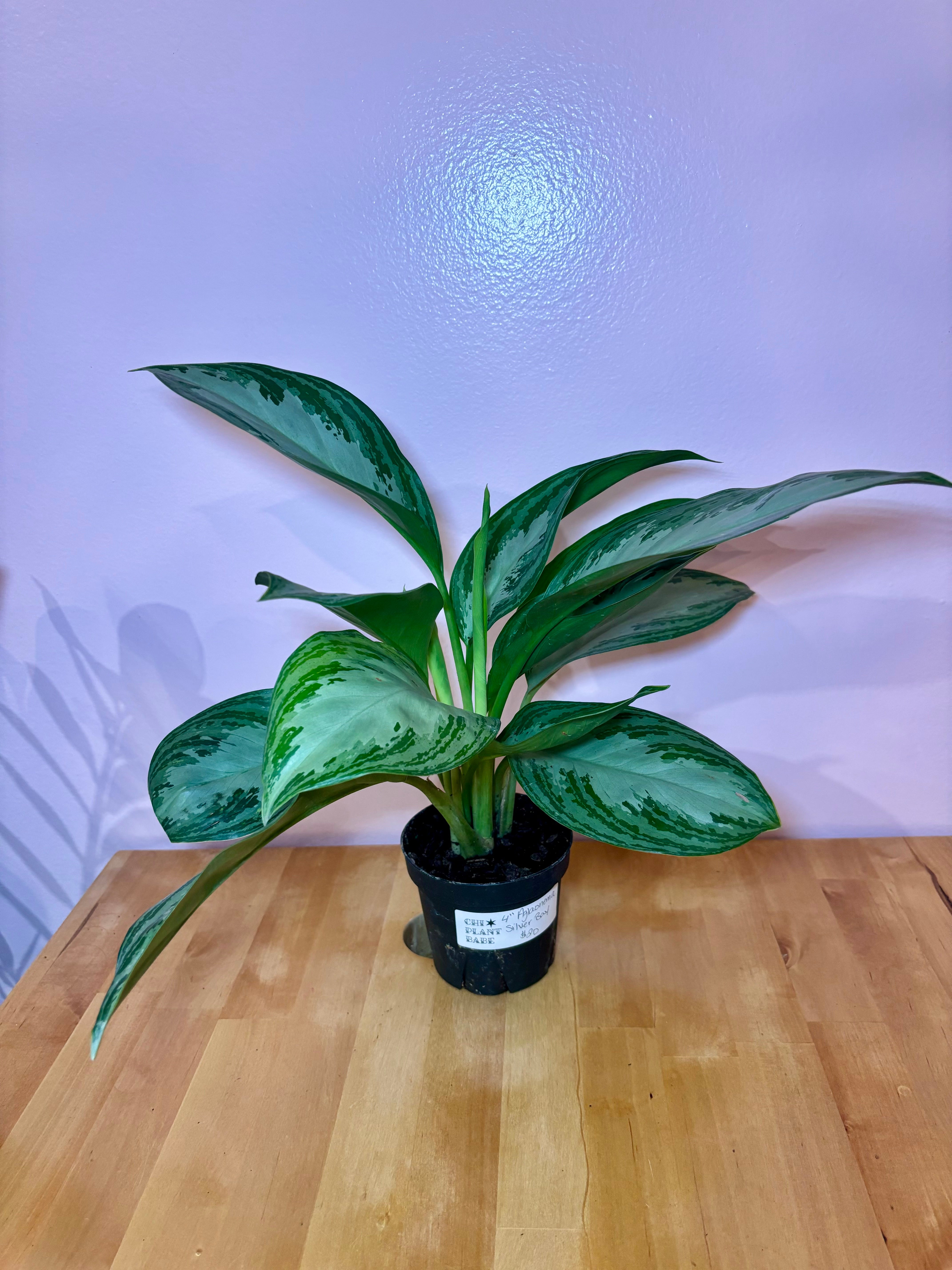 self watering plant systems Casa De Amor Self Watering Wick Cord- Automatic Plant Watering System