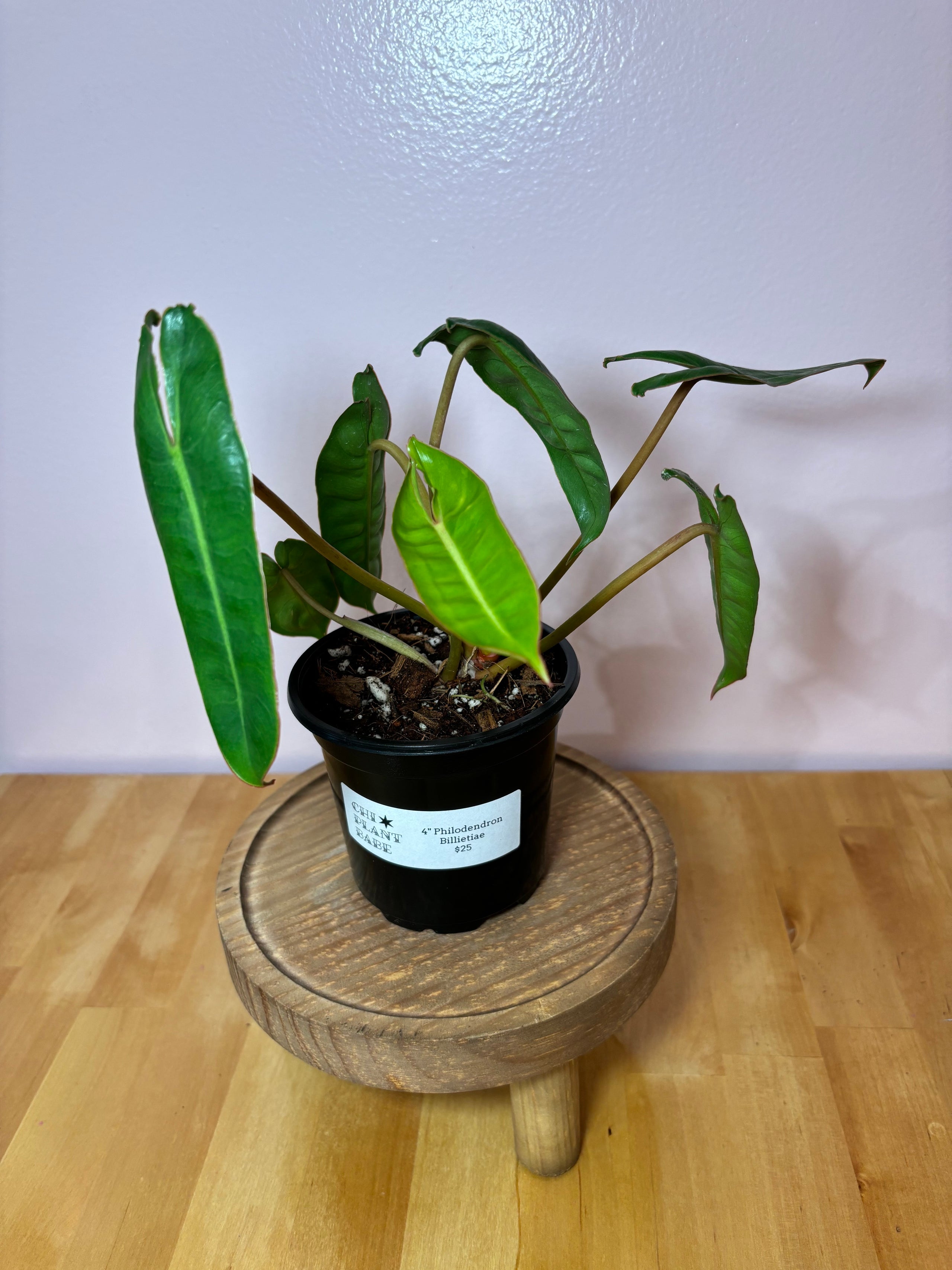 Purchases Philodendron Billietiae